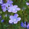 Spanish Blue Flax (Linum) 1 Spanish Blue Flax (Linum) -BloomNest Shop linum narbonense spanish blue flax 2 cropped