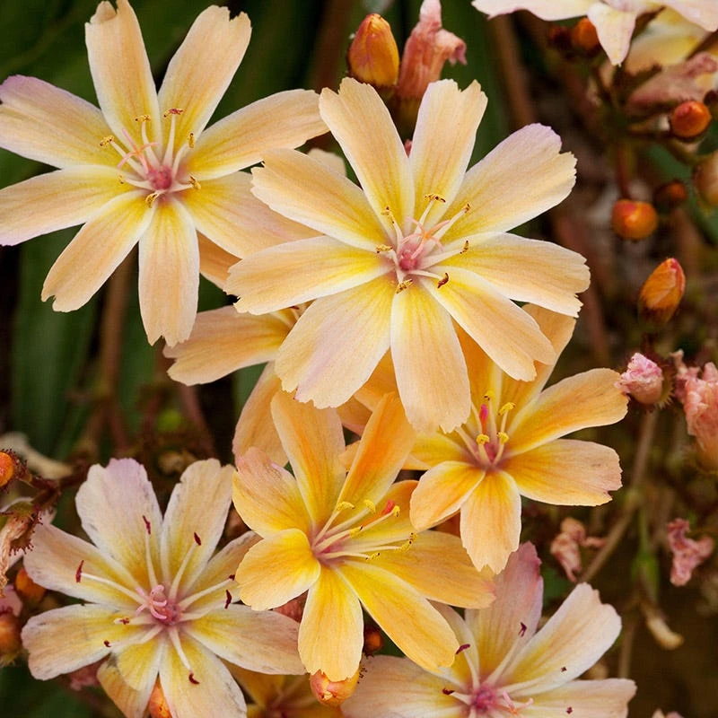 Front Page -BloomNest Shop little peach lewisia cluster