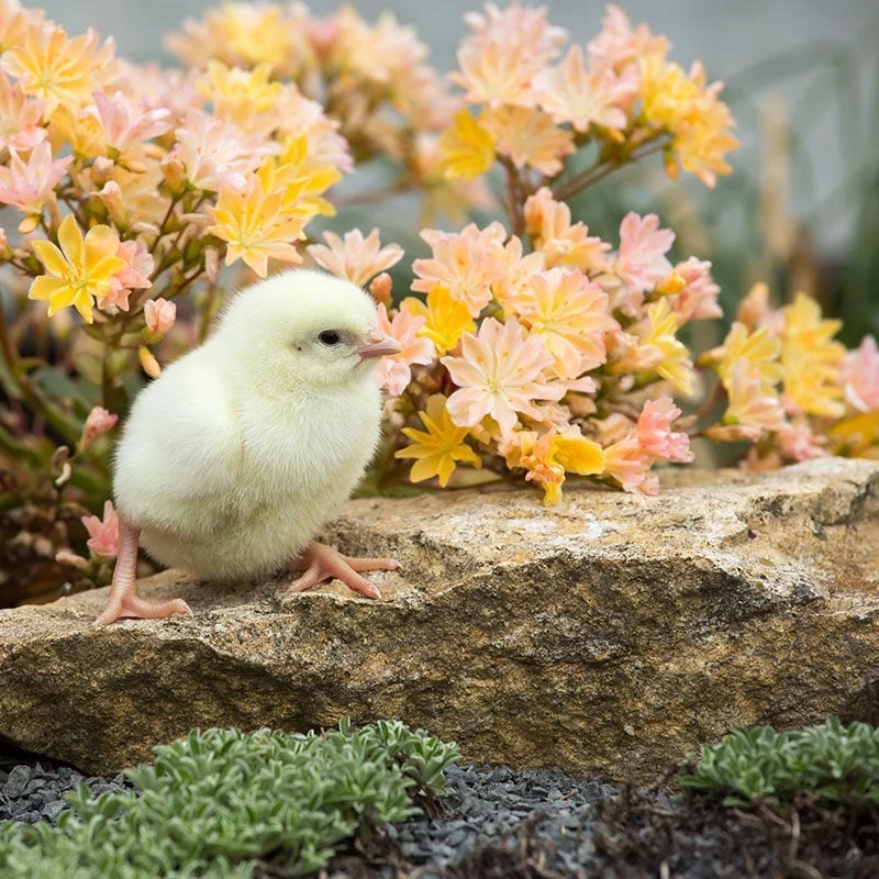 Front Page -BloomNest Shop little peach lewisia
