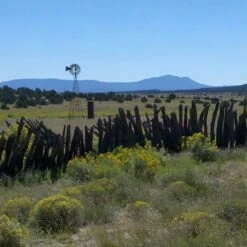 Little Prairie Native Wildflower Seed Mix -BloomNest Shop little prairie mix bouteloua gracilis meadow