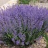 Little Trudy® Nepeta 2 Little Trudy® Nepeta -BloomNest Shop little trudy nepeta bush undaunted garden 1