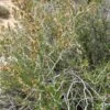 Littleleaf Mountain Mahogany (Cercocarpus) -BloomNest Shop littleleaf mountain mahogany cercocarpus shrubs