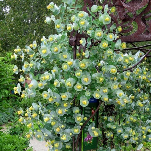 Kintzley's Ghost® Honeysuckle Vine 3 Kintzley's Ghost® Honeysuckle Vine