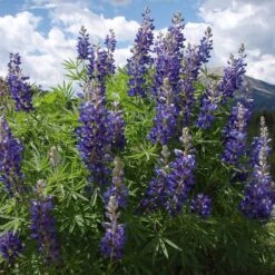 High Country Meadow Native Wildflower Seed Mix -BloomNest Shop lupine mountainside