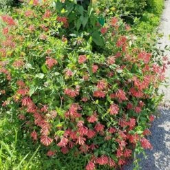 Major Wheeler Honeysuckle Vine 13 Major Wheeler Honeysuckle Vine -BloomNest Shop major wheeler honeysuckle vine 2 1