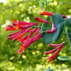 Major Wheeler Honeysuckle Vine 10 Major Wheeler Honeysuckle Vine -BloomNest Shop major wheeler honeysuckle vine c