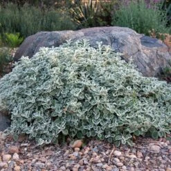 Silver Edged Horehound (Marrubium) -BloomNest Shop marrubium rotundifolium david winger1 plant select cropped