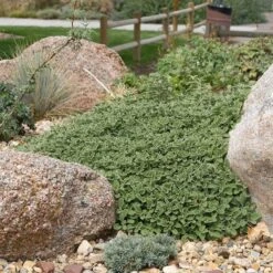 Silver Edged Horehound (Marrubium) -BloomNest Shop marrubium rotundifolium plant select cropped
