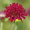 Mars Midget Pincushion Flower 2 Mars Midget Pincushion Flower -BloomNest Shop mars midget pincushion flower knautia macedonica