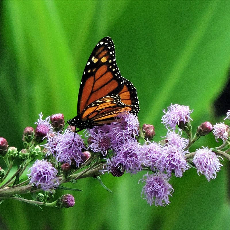 Meadow Blazing Star (Liatris) 3 Meadow Blazing Star (Liatris)