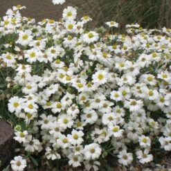 Blackfoot Daisy (Melampodium) -BloomNest Shop melampodium leucanthemum 82609 1