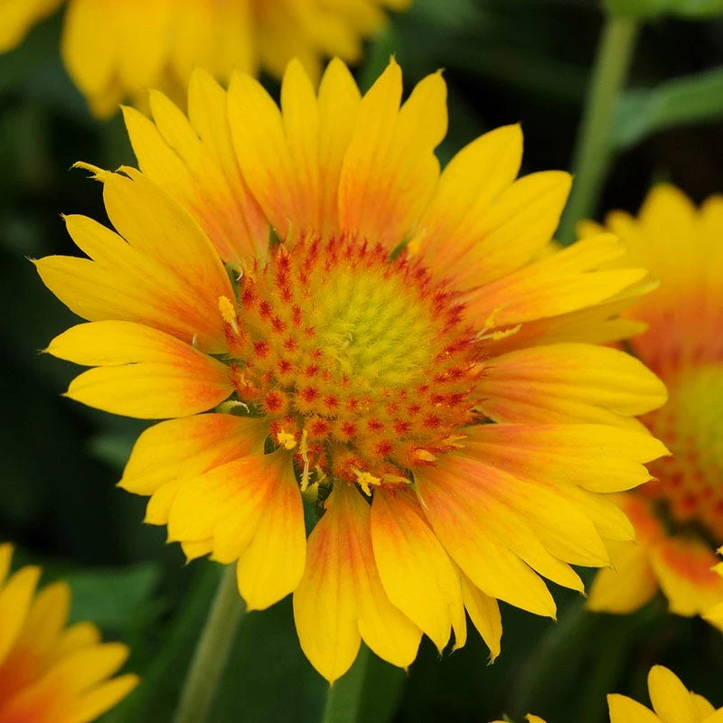Mesa™ Peach Gaillardia 3 Mesa™ Peach Gaillardia