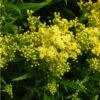 Little Lemon Goldenrod (Solidago) 2 Little Lemon Goldenrod (Solidago) -BloomNest Shop mike davy solidago little lemon goldenrod 1 1