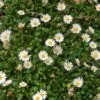 Miniature Mat Daisy (Bellium) -BloomNest Shop miniature mat daisy