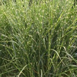 Gold Breeze Miscanthus Grass -BloomNest Shop miscanthus sinensis gold breeze 1 1