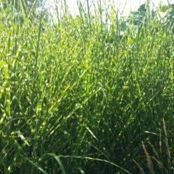 Gold Breeze Miscanthus Grass -BloomNest Shop miscanthus gold breeze 2 cropped