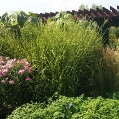 Gold Breeze Miscanthus Grass -BloomNest Shop miscanthus gold breeze 3 cropped