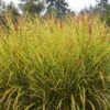 Gold Breeze Miscanthus Grass -BloomNest Shop miscanthus goldbreeze sbn 01 cropped