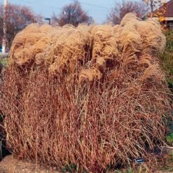 Gracillimus Miscanthus Grass 11 Gracillimus Miscanthus Grass -BloomNest Shop miscanthus gracillimus walters gardens cropped