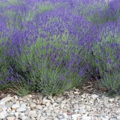 Mitcham Gray English Lavender -BloomNest Shop mitcham gray english lavender 1