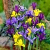 Dwarf Specie Iris Mix (Mini Iris) 1 Dwarf Specie Iris Mix (Mini Iris) -BloomNest Shop mixed specie iris visi09644
