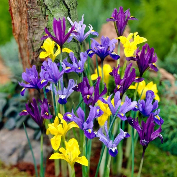 Dwarf Specie Iris Mix (Mini Iris) 3 Dwarf Specie Iris Mix (Mini Iris)