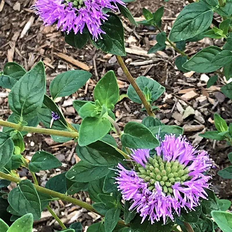 Russian River Coyote Mint (Monardella) 4 Russian River Coyote Mint (Monardella) - Image 2