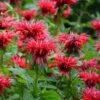 Fireball Bee Balm -BloomNest Shop monarda didyma cropped