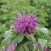Blue Stocking Bee Balm 2 Blue Stocking Bee Balm -BloomNest Shop monarda blue stocking caption must read photo courtesy of skagit gardens 06mon1694
