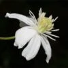 Mongolian Snowflakes (Clematis) -BloomNest Shop mongolian snowflakes clematis white 1