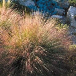 Undaunted® Ruby Muhly Grass -BloomNest Shop muhlenbergia reverchon 71138 1 web 4