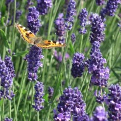 Munstead Violet English Lavender -BloomNest Shop munstead violet english lavender meadow pollinator