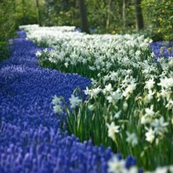 Thalia Daffodil -BloomNest Shop narcissus thalia muscari armen 2