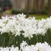 Thalia Daffodil -BloomNest Shop narcissus thalia with hyacinth