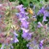 Select Blue Nepeta -BloomNest Shop nepeta faassenii select blue customer photo cropped 19