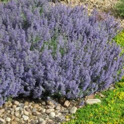 Select Blue Nepeta 7 Select Blue Nepeta -BloomNest Shop nepeta faassenii select blue delosperma nubiginum