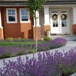 Little Trudy® Nepeta -BloomNest Shop nepeta little trudy catmint must credit plant select 1