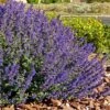 Walker's Deep Blue Nepeta -BloomNest Shop nepeta walkers dark blue 4 cc cropped 1