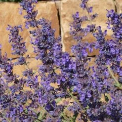 Walker's Deep Blue Nepeta -BloomNest Shop nepeta walkers dark blue close up of flwr cropped