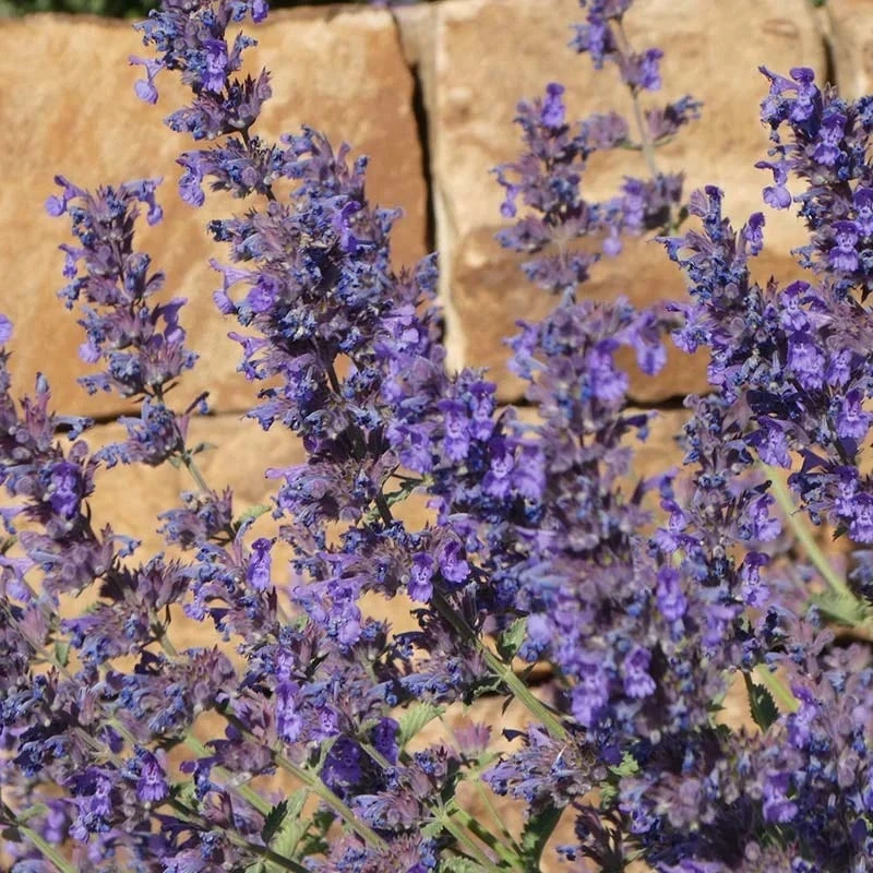 Walker's Deep Blue Nepeta 4 Walker's Deep Blue Nepeta - Image 2