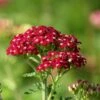 New Vintage™ Red Yarrow -BloomNest Shop new vintage red yarrow achillea