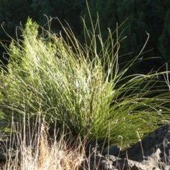 Green's Beargrass (Nolina) -BloomNest Shop nolina texana san miguel co
