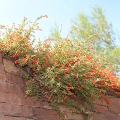 Orange Carpet® Creeping Hummingbird Trumpet (Zauschneria) 10 Orange Carpet® Creeping Hummingbird Trumpet (Zauschneria) -BloomNest Shop orange carpet creeping hummingbird trumpet zauschneria hanging garden flowers
