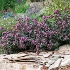 Rotkugel Ornamental Oregano -BloomNest Shop origanum rotkugel 1 cropped web