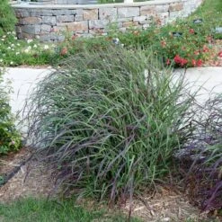 Ruby Ribbons® Prairie Switchgrass -BloomNest Shop panicum virgatum ruby ribbons switchgrass 6 1