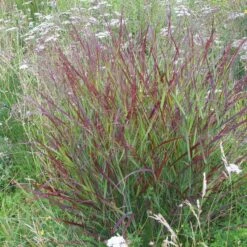 Shenandoah Switch Grass -BloomNest Shop panicum shenandoah hni 01 cropped