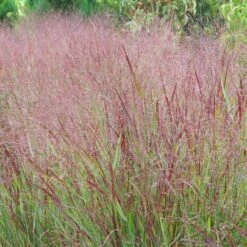 Shenandoah Switch Grass -BloomNest Shop panicum shenandoah hni 1 cropped
