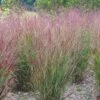 Shenandoah Switch Grass -BloomNest Shop panicum shenandoah hni cropped