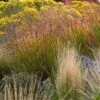 Ruby Ribbons® Prairie Switchgrass 1 Ruby Ribbons® Prairie Switchgrass -BloomNest Shop panicum virgatum ruby ribbons