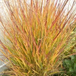 Ruby Ribbons® Prairie Switchgrass -BloomNest Shop panicum virgatum ruby ribbons 2 1